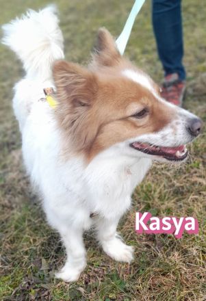 VERMITTLUNGSHILFE Kasya, 08/22 - süßes Wuschelchen sucht Familie