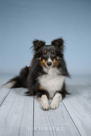 Sheltie Deckrüde Tricolor