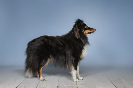 Sheltie Deckrüde Tricolor