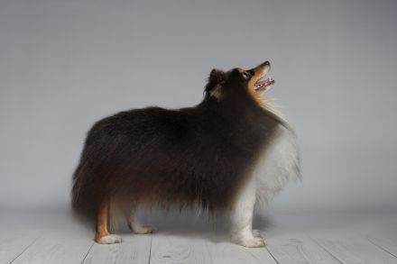 Tricolor Sheltie Deckrüde