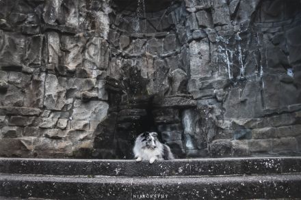 Bi-Blue Deckrüde Sheltie