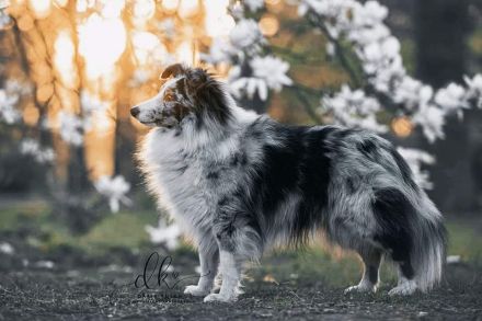 Bi-Blue Deckrüde Sheltie