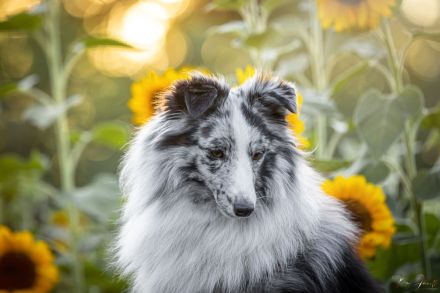 Bi-Blue Deckrüde Sheltie