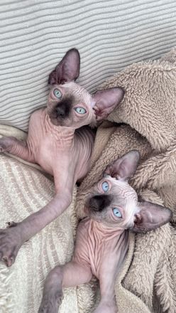 Zwei liebevolle Katzenbabys (♂ & ♀) suchen ein dauerhaftes Zuhause