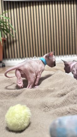 Zwei liebevolle Katzenbabys (♂ & ♀) suchen ein dauerhaftes Zuhause