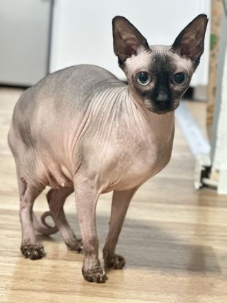 Zwei liebevolle Katzenbabys (♂ & ♀) suchen ein dauerhaftes Zuhause