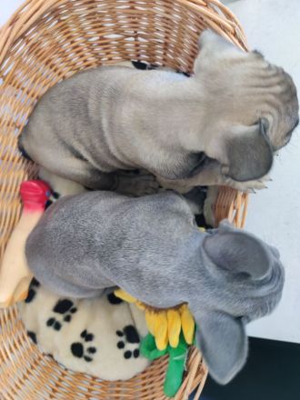 Französische Bulldogge Welpe Blue Bub