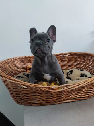 Französische Bulldogge Welpe Blue Bub