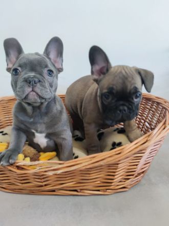 Französische Bulldogge Welpe Blue Bub