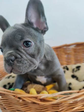 Französische Bulldogge Welpe Blue Bub