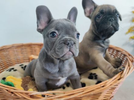 Französische Bulldogge Welpe Blue Bub