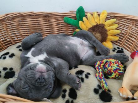 Französische Bulldogge Welpe Blue Bub
