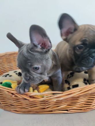 Französische Bulldogge Welpe Blue Bub