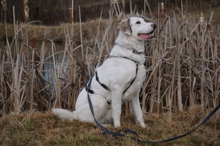 Menschenbezogener FIORENZO möchte endlich in seinem Zuhause ankommen