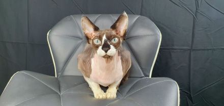 Suche Canadian Sphynx Deckkater