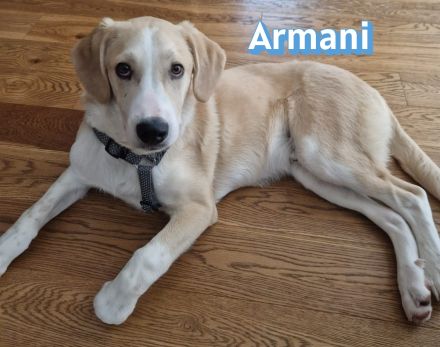 Armani, 07/25 - wartet in 81541 München