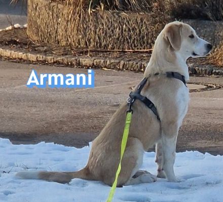 Armani, 07/25 - wartet in 81541 München