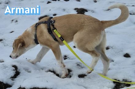 Armani, 07/25 - wartet in 81541 München