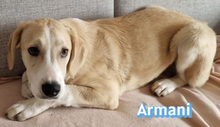 Armani, 07/25 - wartet in 81541 München