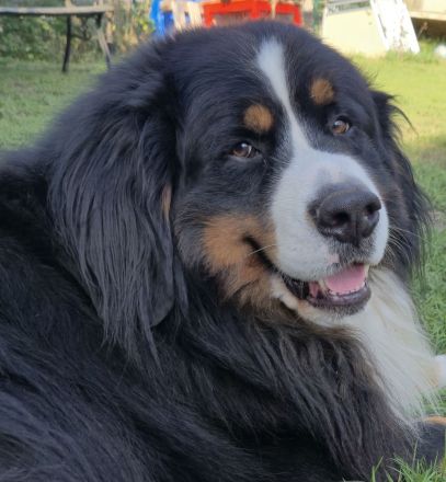 Deckrüde Fridolin of Allo Amigo