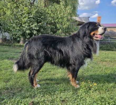 Deckrüde Fridolin of Allo Amigo