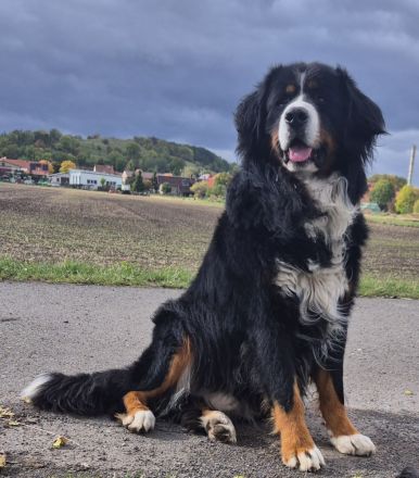 Deckrüde Fridolin of Allo Amigo