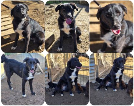 Emilia – wunderschöne schwarze Hündin