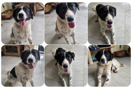 Kilida – selbstbewusste Hündin