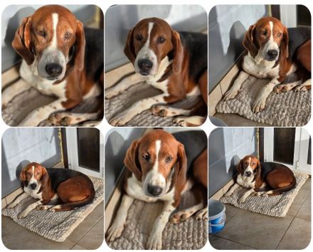 Tilly Jagdhund Mix mit großem Herz