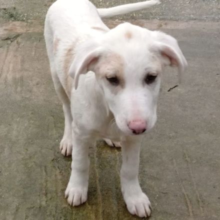 Welpengeschwister Avra (weiblich ) & Ilios (männlich) / derzeit noch in Griechenland