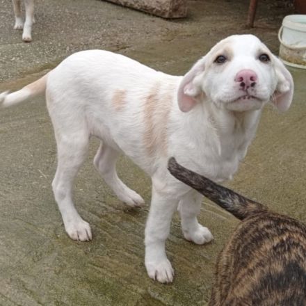 Welpengeschwister Avra (weiblich ) & Ilios (männlich) / derzeit noch in Griechenland