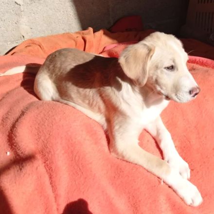 Welpengeschwister Avra (weiblich ) & Ilios (männlich) / derzeit noch in Griechenland