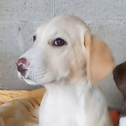 Welpengeschwister Avra (weiblich ) & Ilios (männlich) / derzeit noch in Griechenland