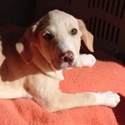 Welpengeschwister Avra (weiblich ) & Ilios (männlich) / derzeit noch in Griechenland