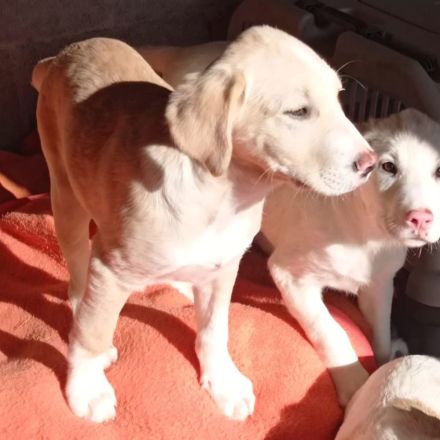 Welpengeschwister Avra (weiblich ) & Ilios (männlich) / derzeit noch in Griechenland