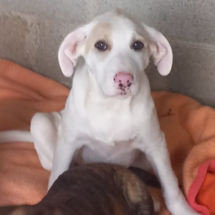 Welpengeschwister Avra (weiblich ) & Ilios (männlich) / derzeit noch in Griechenland