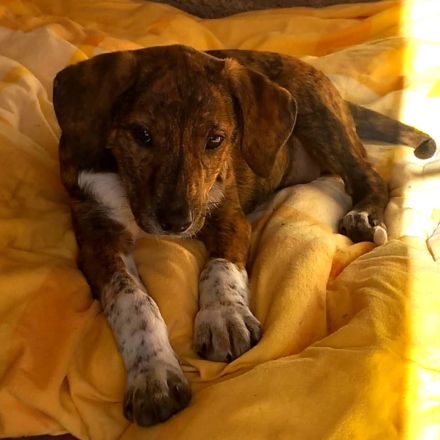 Welpe Kosma / weiblich / derzeit noch in Griechenland