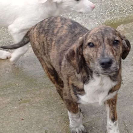 Welpe Kosma / weiblich / derzeit noch in Griechenland