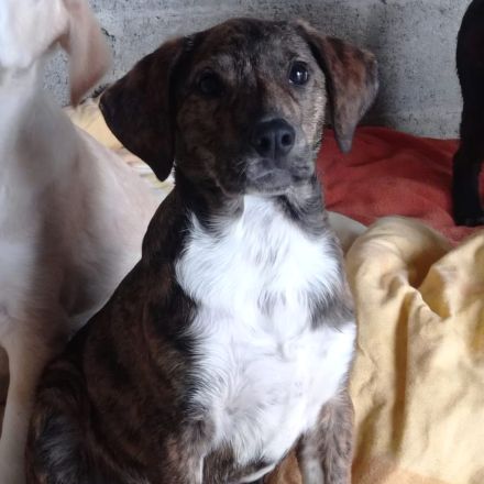 Welpe Kosma / weiblich / derzeit noch in Griechenland