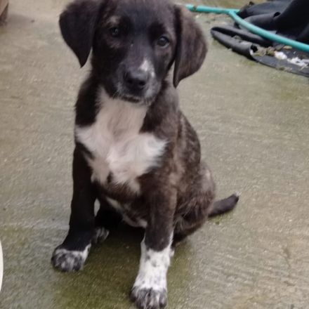 Welpe Kosma / weiblich / derzeit noch in Griechenland