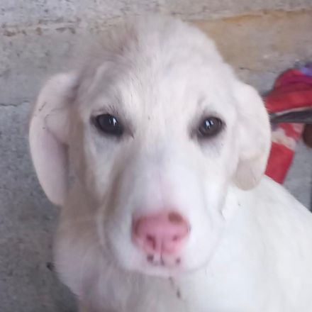 Welpengeschwister Gaia & Niva / weiblich / derzeit noch in Griechenland