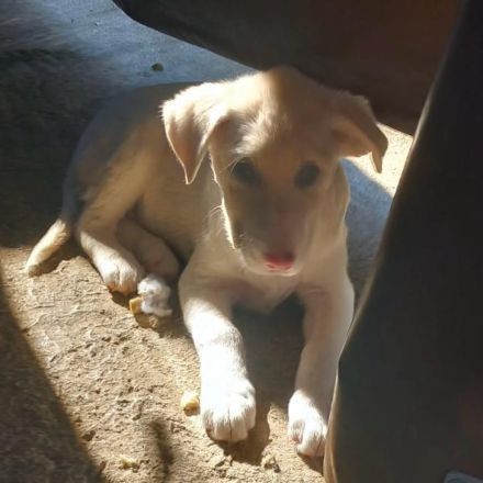 Welpengeschwister Gaia & Niva / weiblich / derzeit noch in Griechenland