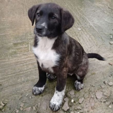 Welpengeschwister Gaia & Niva / weiblich / derzeit noch in Griechenland