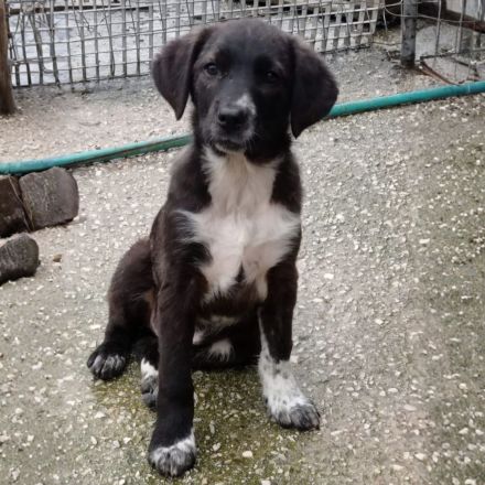 Welpengeschwister Gaia & Niva / weiblich / derzeit noch in Griechenland