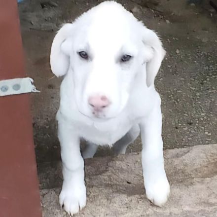 Welpengeschwister Gaia & Niva / weiblich / derzeit noch in Griechenland