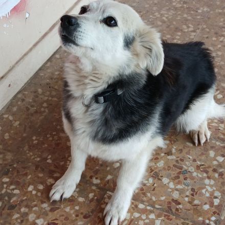 Graues Schnäuzchen Rosa / kastriert / derzeit noch in Griechenland