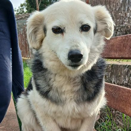 Graues Schnäuzchen Rosa / kastriert / derzeit noch in Griechenland