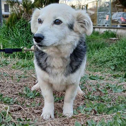 Graues Schnäuzchen Rosa / kastriert / derzeit noch in Griechenland
