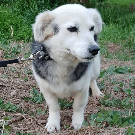 Graues Schnäuzchen Rosa / kastriert / derzeit noch in Griechenland