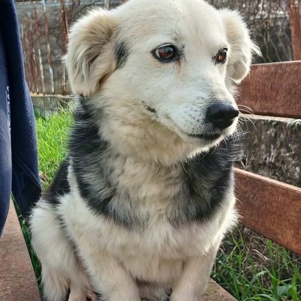 Graues Schnäuzchen Rosa / kastriert / derzeit noch in Griechenland
